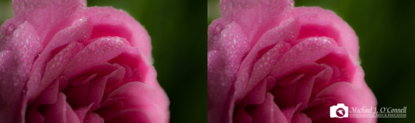 Rose Comparison